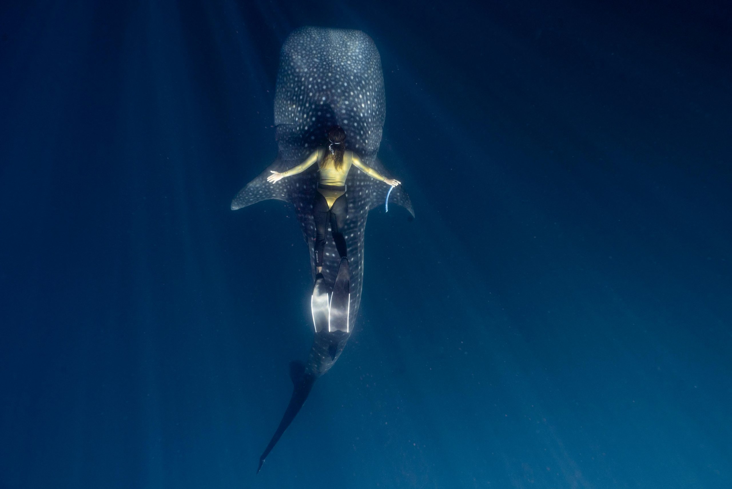 Whale shark Trip Lombok Sumbawa